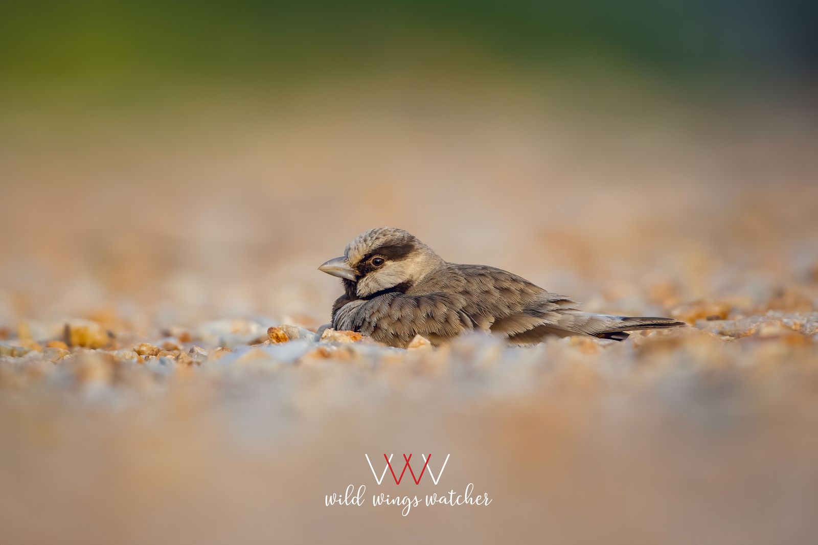 Ashy Crowned Sparrow Lark(m) dustbath 001